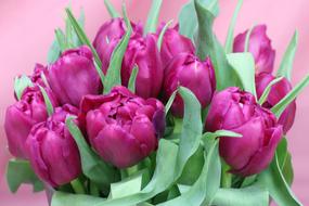 bouquet of dark pink tulips on a pink background