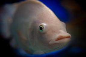 sea fish close up