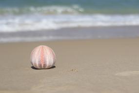 pink Sea Cucumber on sand beach