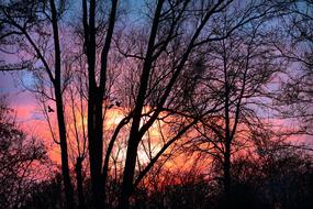 trees and bushes against a pink-blue sky