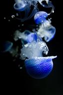 photo of blue jellyfish on a black background
