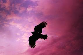 black silhouette of bird at purple sky