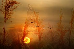 Birds flying among the red trees, at beautiful and colorful sunset on horizon