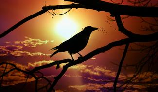 wonderful Crow Bird