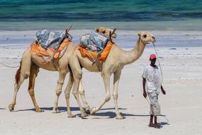 enchanting Diani Beach