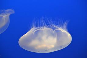 Jellyfish Aquarium Underwater in sea