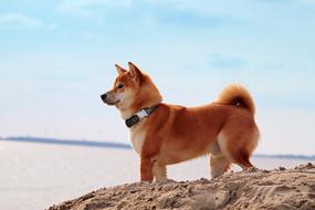 Dog Japanese