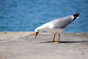 Seagull with open beak