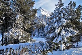 Beautiful, green, snowy trees on the beautiful Alpine mountains in winter, in light and shadow