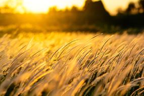 golden spikes of Grass at Sunset