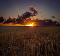 golden dawn over a cereal field