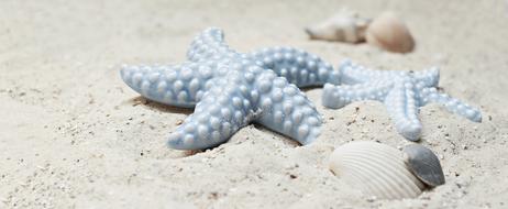 Starfish Mussels blue
