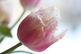 Amazing pink and white tulip flower in spring