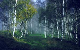 incredible Birch Forest