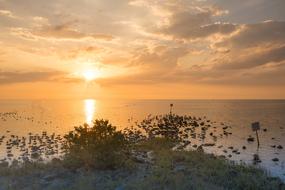 Beautiful beach of Pine Island with plants, at colorful sunset in Florida, USA