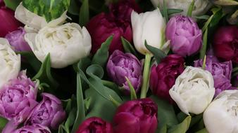 wonderful Tulips