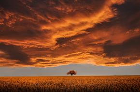 lonely tree on a field at dusk in the evening