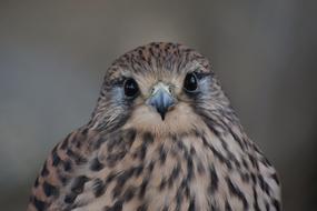 kestrel, portrait of Raptor Bird