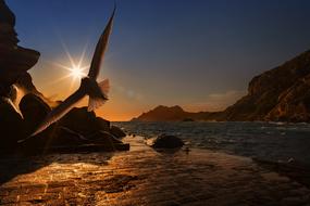 Sea Seagull Bird at sunset