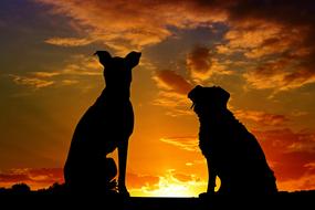 magnificent Dogs Animals