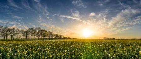 Oilseed Field and the sun is on the horizon