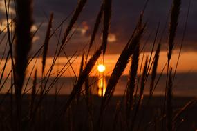 orange evening sun shines through the grass by the sea