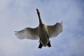 flying swan