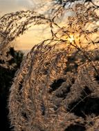 Bamboo grasses at sunlight