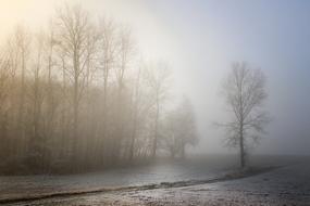 wonderful Fog Dawn Landscape
