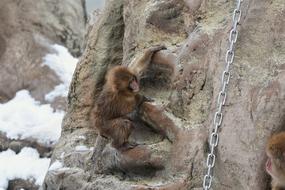 Animal Saruyama Monkey