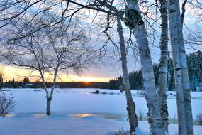 wonderful Landscape Winter Trees