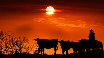 farmer with cows silhouettes at sunset