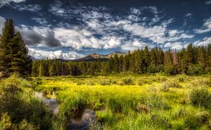 Photo of forest pond in Colorado