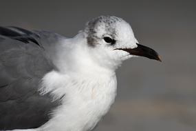 Winter Seagull