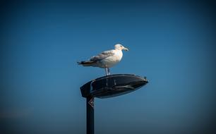 Gull perched street lantern