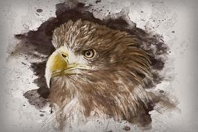 head of sea eagle, digital art