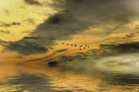 flock of birds in the evening orange sky