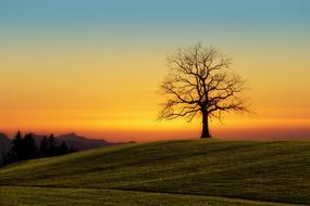 wonderful Sunset tree