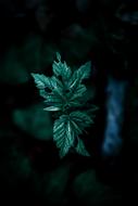 wonderful Plants Green