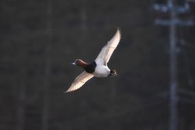 water bird flies freely in the sky