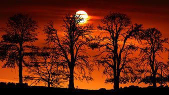 black trees on a background of orange sunset and white sun
