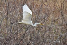 amazing River bird