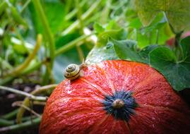 Snail and Pumpkin