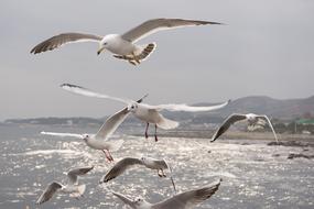 Seagull Sea