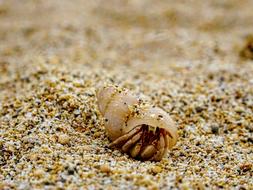 closeup picture of the crab in shell in Indonesia