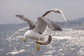 hunting seagull