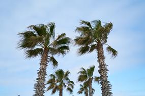 wind in the palm trees against the sky
