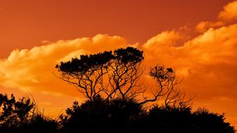 magnificent Trees Branches Sunset