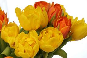 splendid Tulips Bouquet Yellow