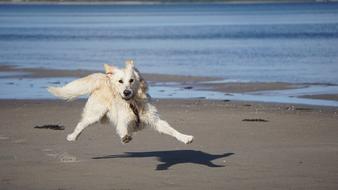 Beautiful, happy, colorful and cute Golden Retriever dog, running on the sandy beach in light
